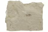 Fossil Ant (Formicidae) - Green River Formation, Utah #224573-1